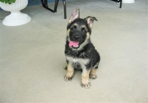 Stunning german shepherd pups for sale. German Shepherd Puppies For Sale | Pittsburgh, PA #94357