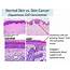 PPT  Epithelial Tissue Lab PowerPoint Presentation Free Download ID