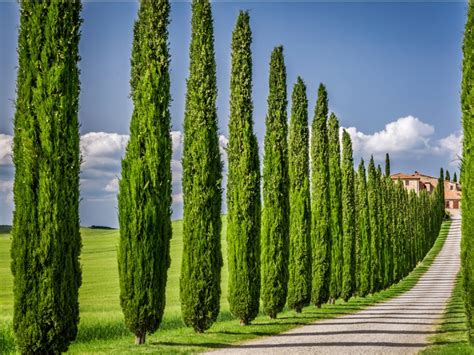 Italian Cypress Information Learn How To Grow An Italian Cypress Tree