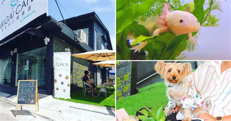 This New Pet Friendly Cafe In Butterworth Is Home To Dogs, Rabbits