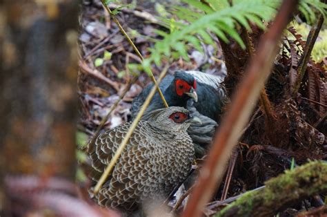 monogamous birds move to hawaii and join female led munes the washington post