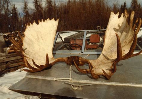 The Top 40 Biggest Moose Ever Taken Outdoor Life