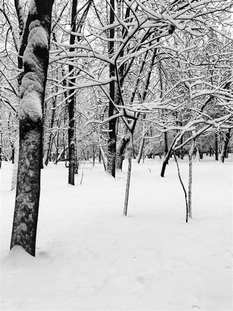 Snowy Forest A Scenery Of Winter Stock Photo Image Of Black