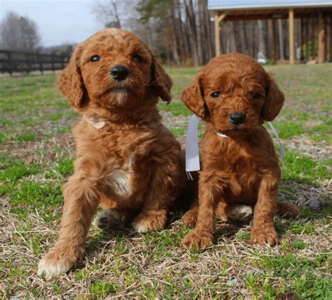 Top 16 Best Goldendoodle Breeders In North Carolina Nc