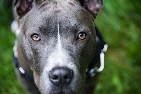 Laut polizei riss sich der hund am dienstagabend auf einer straße von seinem besitzer los. 17-Jähriger wird von Pitbull-Mischling verletzt | Radio ...