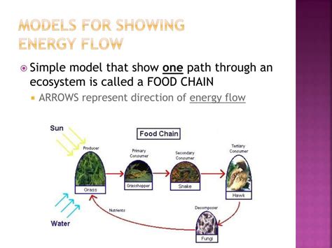 Ppt Matter And Energy In An Ecosystem Powerpoint Presentation Free