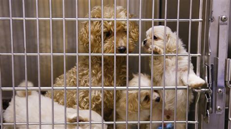 La Reaffirms Commitment To ‘no Kill Animal Shelters Nbc Los Angeles
