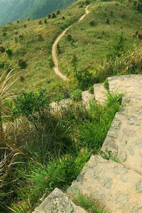 Escadaria Da Grama Verde Das Plantas Do Passeio E Da Pedra Na