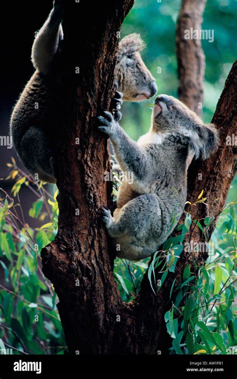 Two Koala Bears In A Tree Kiss Stock Photo Alamy