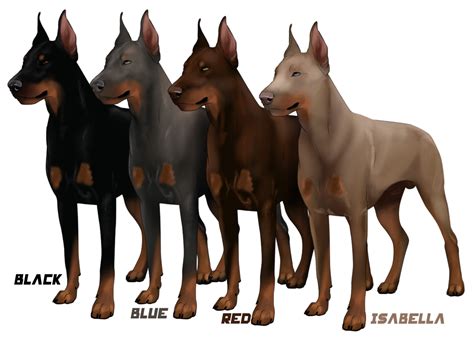 Although There Are Several Varieties Of Pinscher Several Sizes