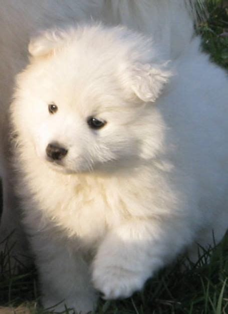 White American Eskimo Mini Adorable Pinterest