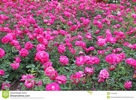 Pink Roses Garden Stock Photography Image 31569902