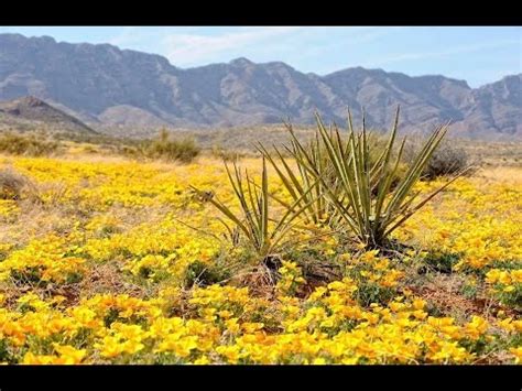 Water efficient landscape guide for el paso and the chihuahuan desert, irrigation questions answered. Tales from the Chihuahuan Desert: A NEH Summer Institute ...