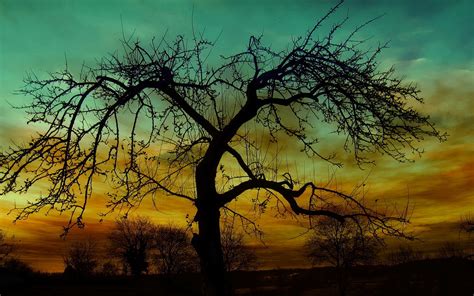 Tree Silhouette In The Sunset Hd Wallpaper Background Image 1920x1200