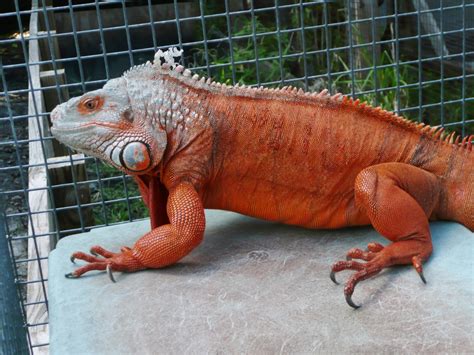 Super Red Florida Iguana And Tortoise Breeders