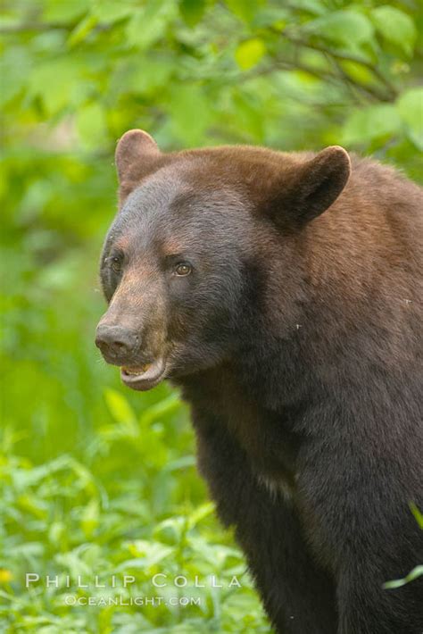 American Black Bear Ursus Americanus Orr Minnesota 18833
