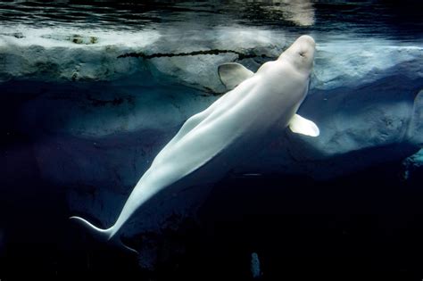 Beluga Whale Behavior Conservation And Importance In The Ecosystem