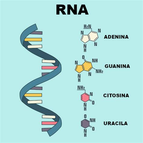 Ácidos Nucleicos Função Estrutura Dna X Rna Brasil Escola