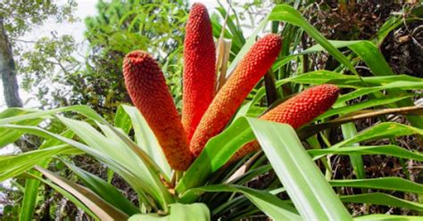 Menurut eko, pemilik apartemen dapat menanam pohon yang tinggi maksimalnya 1,5 meter. Ciri Ciri Pohon Buah Merah Papua (Pandanus conoideus) Di ...