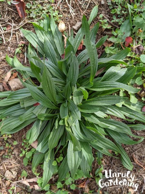 Foraging Plantain Leaf And Uses Unruly Gardening