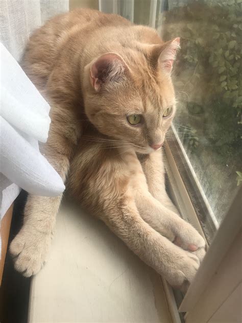 Just Doing Sit Ups In The Window Like All Normal Cats Do R