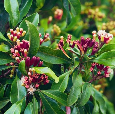 Cloves Are Aromatic Flower Buds From The Syzygium Aromaticum Tree And