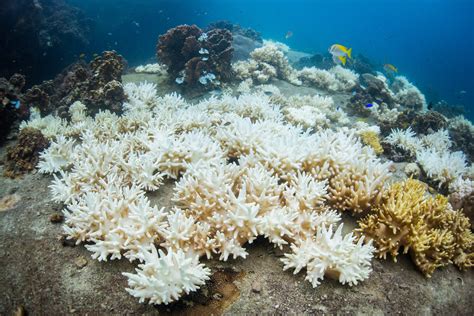 Coral Bleaching Reaches Record Levels Reefs In Danger