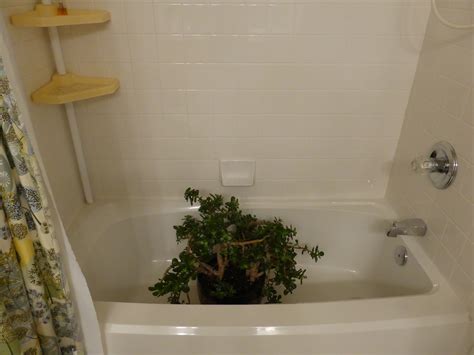 Maybe you would like to learn more about one of these? You Can't Kill Zucchini: Bugs, Bugs, Bugs