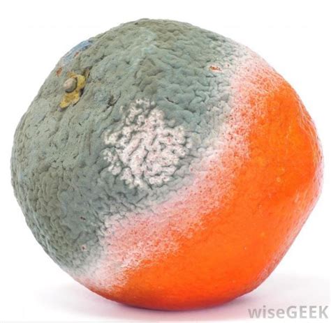 When Taking A Pic Of The Bad Oranges Make Sure Wise Geek Is Not In