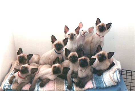 Siamese Cat Wallpapers For Desktop Wallpapersafari