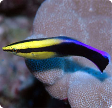 The hawaiian cleaner wrasse or golden cleaner wrasse (labroides phthirophagus), is a species of wrasse (genus labroides) found in the waters surrounding the hawaiian islands. Hawaiian Cleaner Wrasse - Labroides phthirophagus