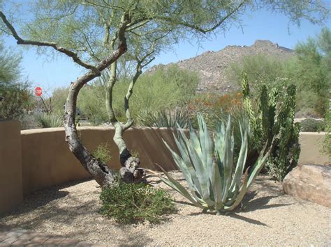 What Is Desert Landscaping In A Scottsdale Az Home Listing