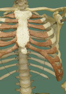 2) aus drei segmenten bestehender, zwischen kopf und abdomen liegender, beine und flügel tragender teil des körpers. Thorax
