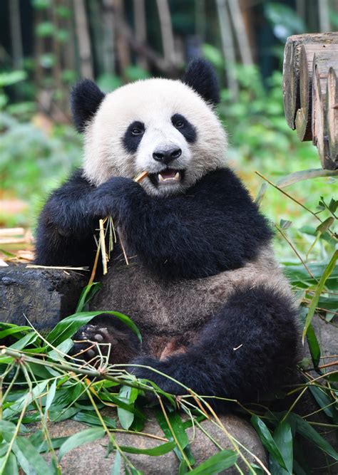 Photos Pandas Géants Dans Un Parc à Canton — Chine Informations