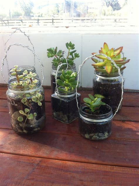 Indoor Plants Succulents In Glass Jars Planting Succulents