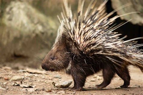 40 Porcupine Facts Worlds Spiniest Rodents