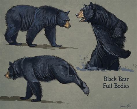 How To Draw Bears Tutorial And Video Lessons With Aaron Blaise