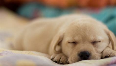 21 Sleeping Puppy Photos To Warm Your Heart