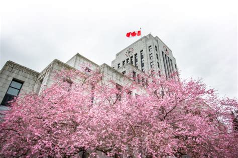 20 Best Places To See Cherry Blossoms Around Vancouver Inside