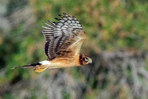 Northern Harrier Female Photograph By Tam Ryan Pixels