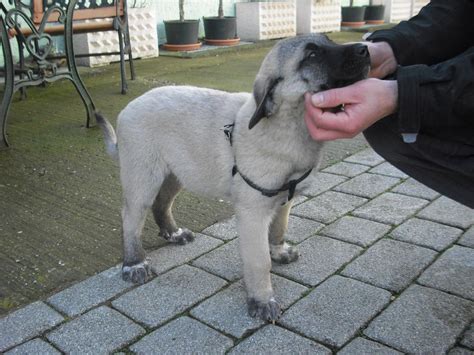 16.08.10 die eltern kangal 100% kangal welpen 4 rüde kangal welpen 6 hündin festpreis 650 eur ab oktober zu ver. Kangal Welpen - 854485