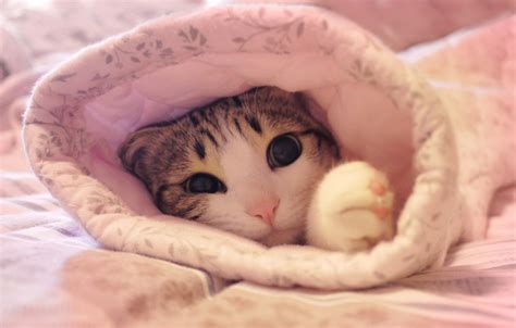 Wallpaper Cat Pink Cat Images For Desktop Section кошки Download