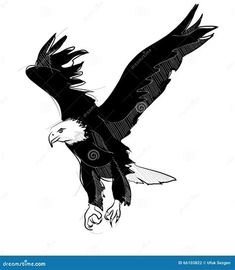 Drawing Of Flying Bald Eagle Stock Illustration Image 66103822