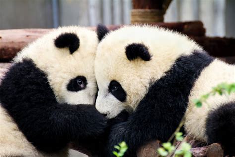 750 Pandas Hugging Stock Photos Pictures And Royalty Free Images Istock