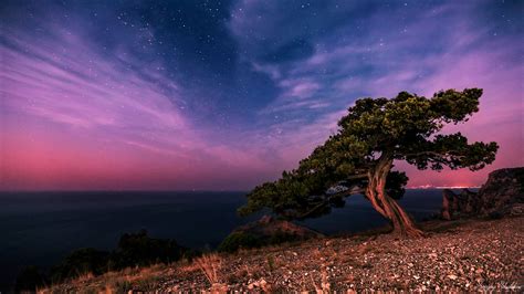 Starry Sunset Over Divi Tree On Coast Hd Wallpaper Background Image