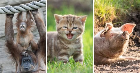 Перевод слова cute, американское и британское произношение, транскрипция, словосочетания, однокоренные слова, примеры использования. 12 Cute Animals To Bring Your Mood Up