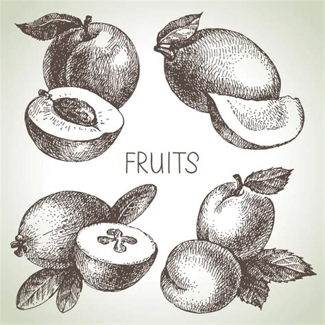 Hand Drawing Set Of Fruits Pineapple Orange Apple Cherry Pe Stock