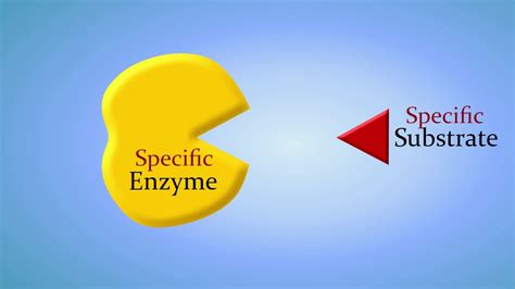 Enzymes And How They Work An Introduction Youtube