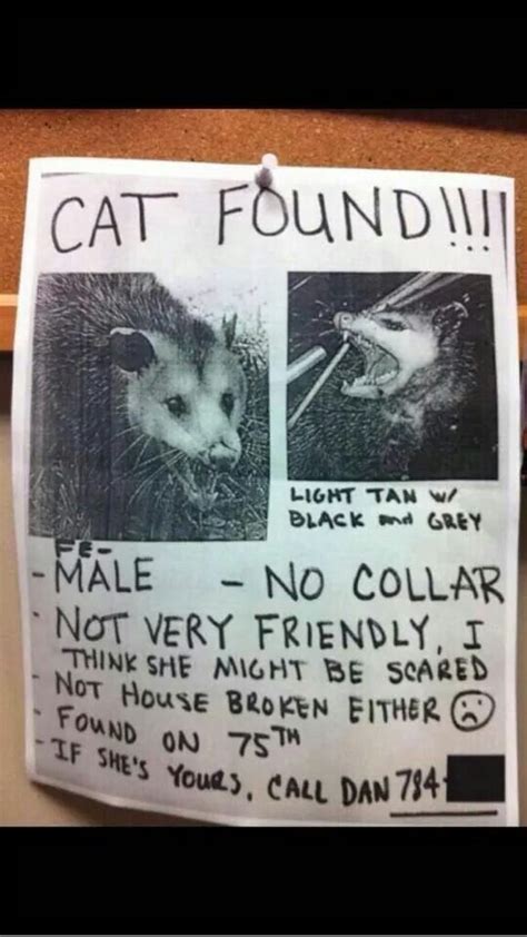 Funny Lost Cat Lost Cat Cats Funny