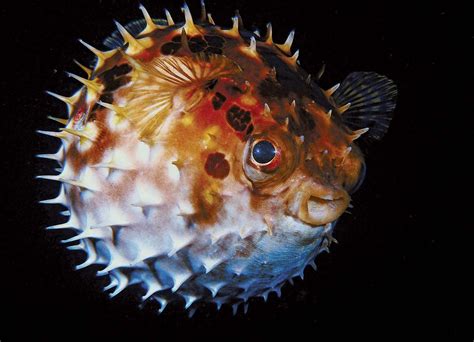 10 Of The Worlds Most Dangerous Fish Britannica